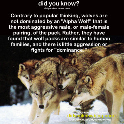 grapeyguts: sursumursa:  madmaudlingoes:  jethroq:  pterobat:  naamahdarling:  did-you-kno:  Source  Wolves fighting for dominance as a “thing” came from observation of captive packs.  Observation of genuinely wild packs has revealed that it is not,