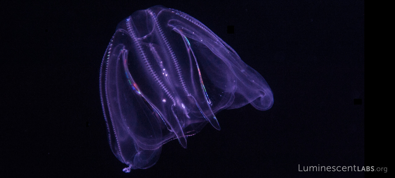 Mnemiopsis leidyi!
Mnemiopsis leidyi is one of about 200 known species of ctenophores (aka comb jellies). These translucent little goddesses are both mystifying and under-examined. Most species of ctenophores are bioluminescent and can produce their...