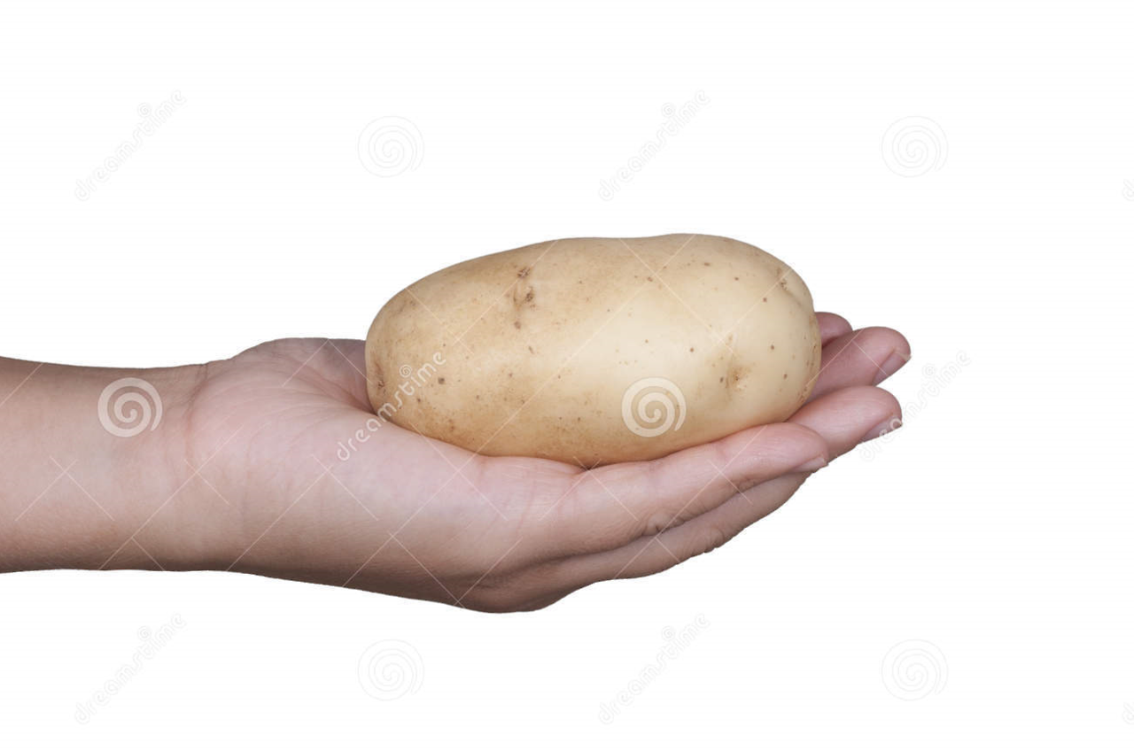 glugnort:  pacificrim:  gudram:  new fursona meme: draw your sona over this potato
