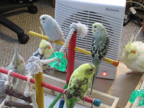 Ah, winter. When the birds all cluster around the space heater.