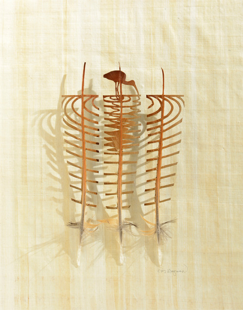 itscolossal:  Using feathers acquired from zoos and private aviaries artist Chris Maynard transforms them into fascinating miniature shadowboxes.
