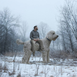 worldofangus: Goldendoodles are great and all, but how about a GIANT one?  With a little help from photoshop, Christopher Cline captures his goldendoodle Juji as a larger-than-life companion going about regular life: They watch TV together on the couch,