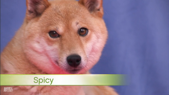 dr–wizard:  dairyphairy:  sshibe:        Tag yourselves I’m savory 