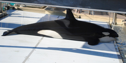 fuckyeahorcinusorca:  Orkid by EchoBeluga on Flickr. 