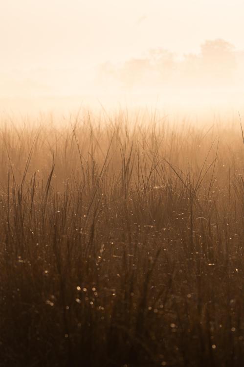 amazinglybeautifulphotography:A misty morning from the grasslands of India. (4000x6000) [OC] - Autho