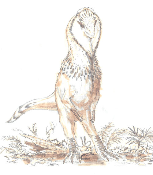 paleoillustration:  Speculative/artistic license. Feathered Cryolophosaurus, finished illustration and preliminary sketches by Sammy Hall    