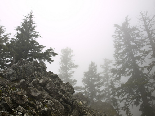 Trees in the fog by Lomacar on Flickr.