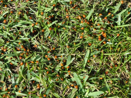 Porn dotartdude:  Release the Lady Bugs!  photos