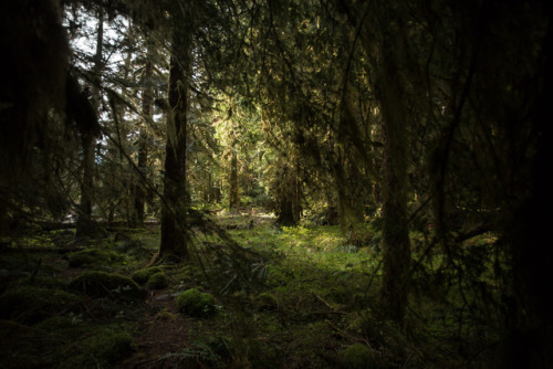 lobo-de-luna:along the Sol Duc River