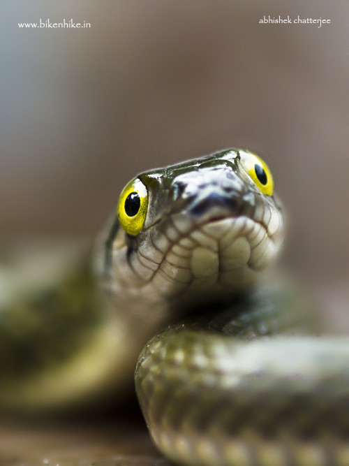 animalkingd0m:  Checkered Keelback by Abhishek Chatterjee 