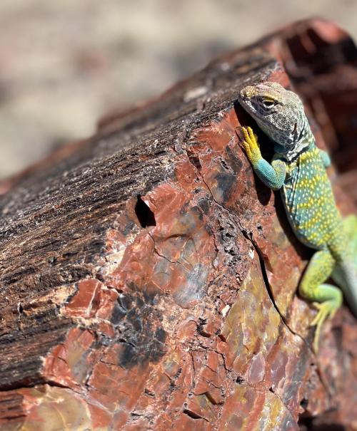 blondebrainpower:Eastern Collared Lizard on a petrified log in the Petrified Forest in Arizona