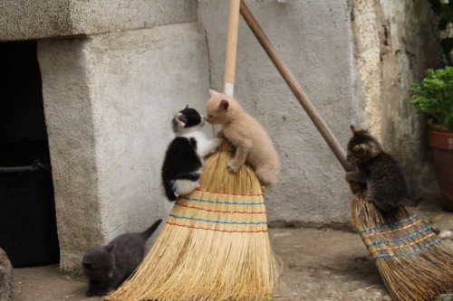 thestalkerbunny:Familiars practicing for when their Witch takes them on their first broom ride