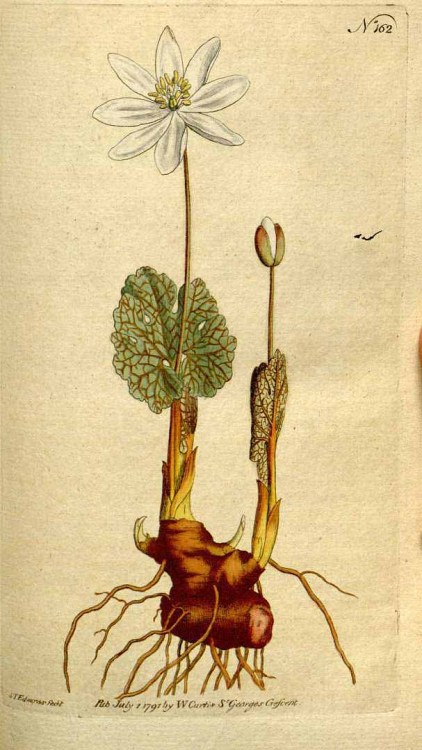 mossofthewoods: Sanguinaria canadensis (Bloodroot or Bloodwort) The shallow rhizomes of this de