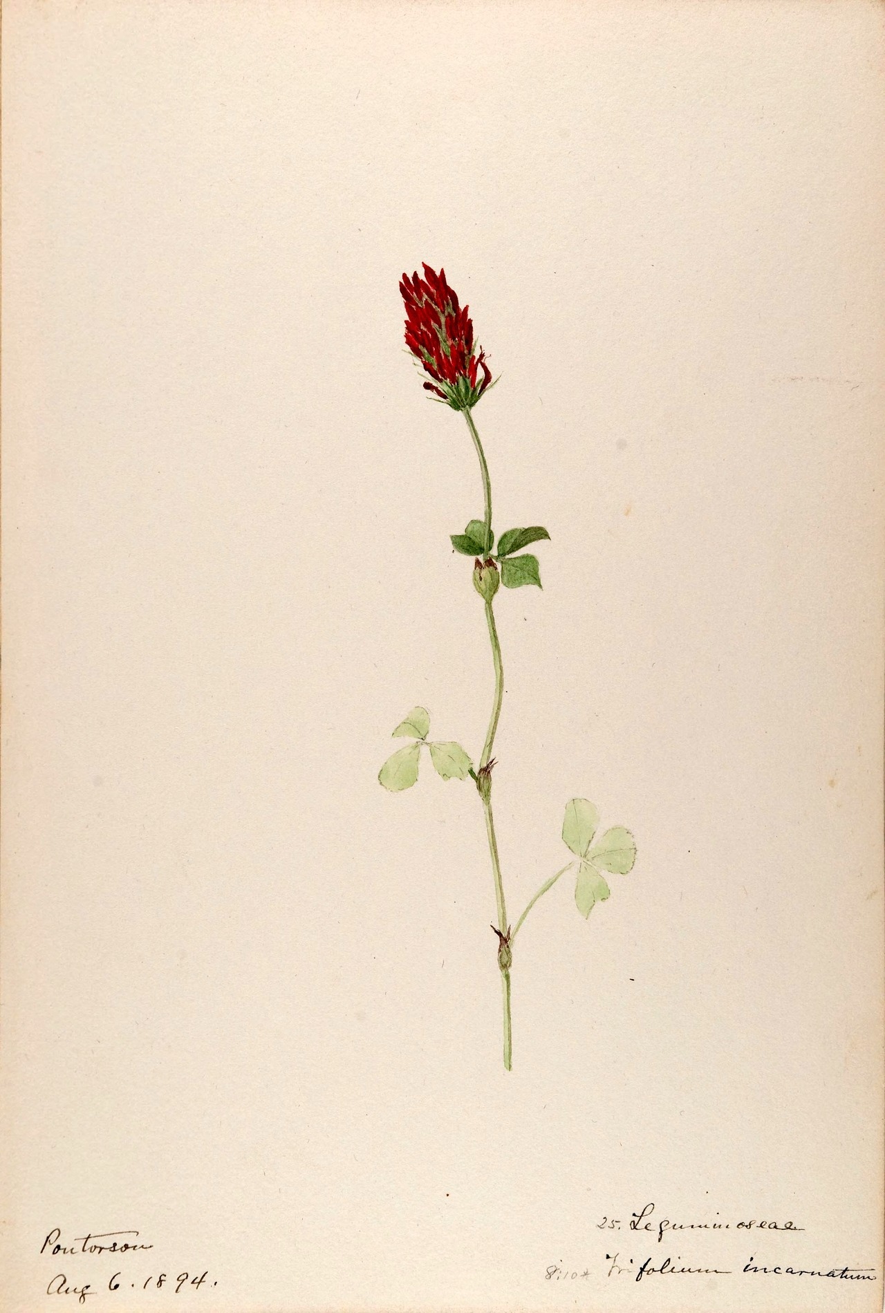 wapiti3:  Water-color sketches of plants of North America and EuropeBy Sharp, Helen.