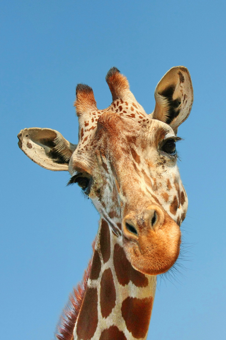 llbwwb:   (via 500px / May I Help You? by ydchiu) 