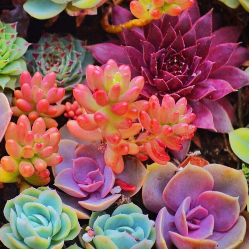 osita-mimi:  Succulents colores neón 