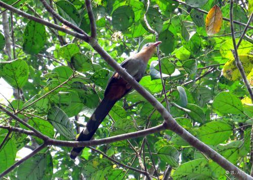 Red-billed Malkoha.Panti.