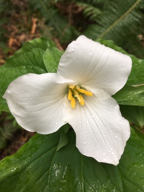 orchid-grower:Trillium ovatum in Washington State. It seems to have a very variable flower shape.