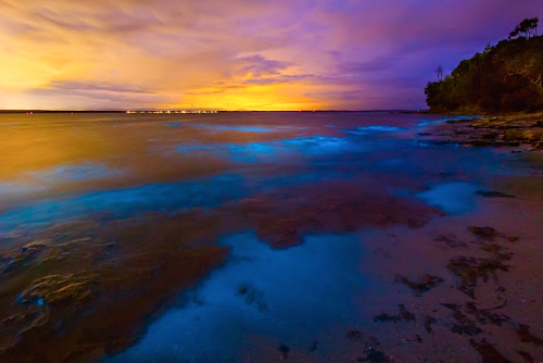 nubbsgalore:the bioluminescent noctiluca scintillans — an algae known otherwise as sea sparkle