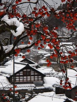 watertemple3:  Persimmon and Snow, Fukui,