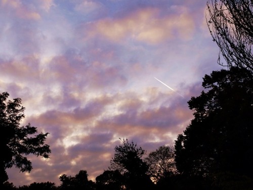 succulentubus:  Autumn Melodies 10/26