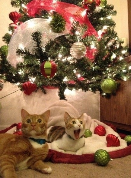 coolcatgroup:Happy Holidays everyone!!!!