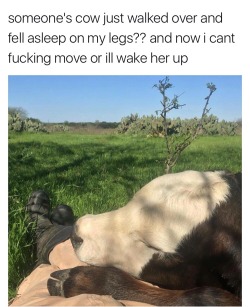 onlyblackgirl:  kittenfossils:  goghflora: this is… so pure  stay there forever  We had a cow that would do this. You could take naps on her all day.   This makes me want to give up meat again