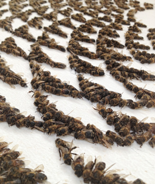 carolxne:  tsarbucks:  asylum-art:  The Bees Canadian artist Sarah Hatton links neonicotinoid pesticides present in crops to the worldwide decline of bee populations. To raise awareness on the issue, she started to create works of art from dead bees