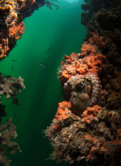 trynottodrown:  Octopus tetricus, Chowder