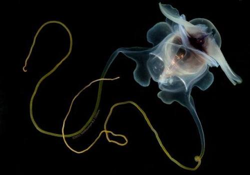 Sea butterflies These beautiful gastropods (the same family as snails) have been called the potato c