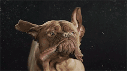 itscolossal:  Shake: Hilarious High-Speed Photographs of Dogs Shaking by Carli Davidson