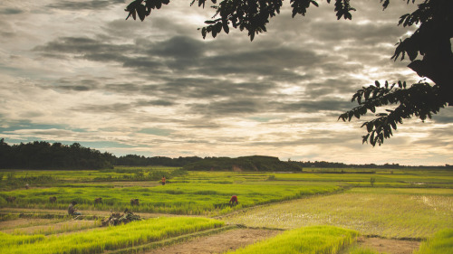 soon-monsoon:  Agriculture in Bangladesh by Sabit 