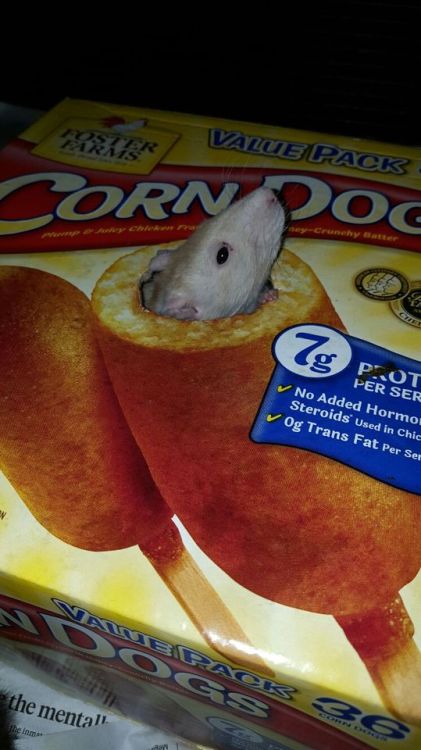 anonymousfragger:so we got a corndog box for the rats and my brilliant roommate cut a hole so all of our rats will becom