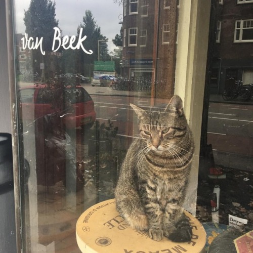 The name is van Beek. And I guard the cheese. #shopcat #cheeseshop #amsterdam #nomice #nopoisonhtt