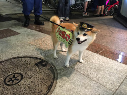 sm980:  lets-go-kyoto:  September 5th, 2015 Spotted in Pontocho as Taku and I came back from dinner. Her name is Coco, she was traveling with the Volunteer Fire Department. Her sign roughly translates to: “Be aware of fires!”  sshibe  