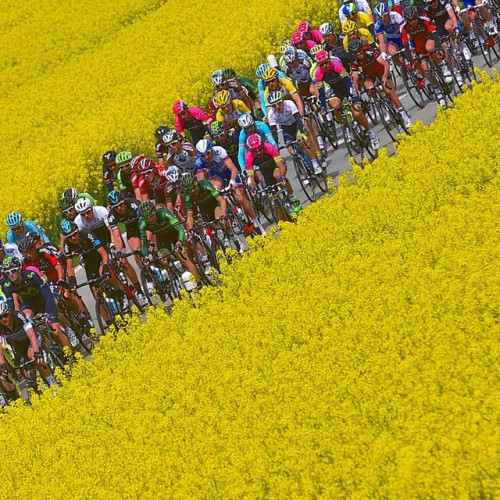 pedalitout: I just love those yellow flowers @TourDeRomandie #stage5 #peloton Credit @TDWsport (Tim 