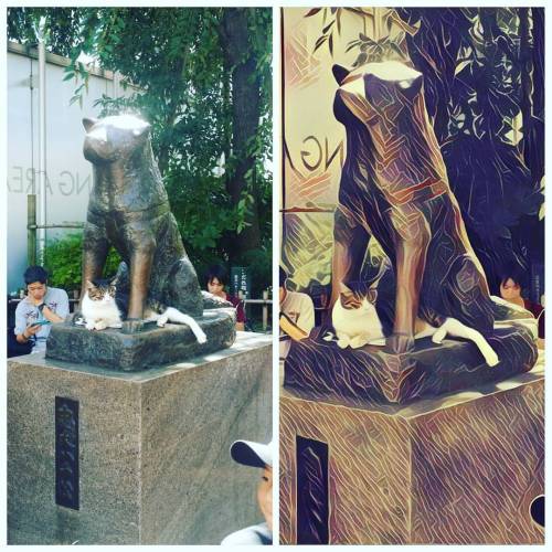 You might know the story of Hachiko, the Akita dog that waited for his deceased owner outside Shibuy