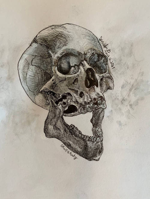 ex0skeletal-undead: Skull study by Drakoin101#skull #calavera #caveira #la santísima muerte #skeleto