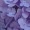 violetcoloredglasses:  