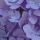 violetcoloredglasses:  