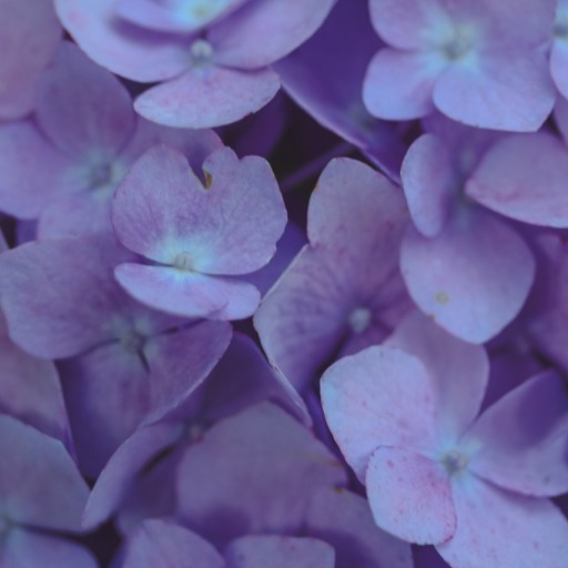 violetcoloredglasses:  