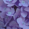 violetcoloredglasses:  