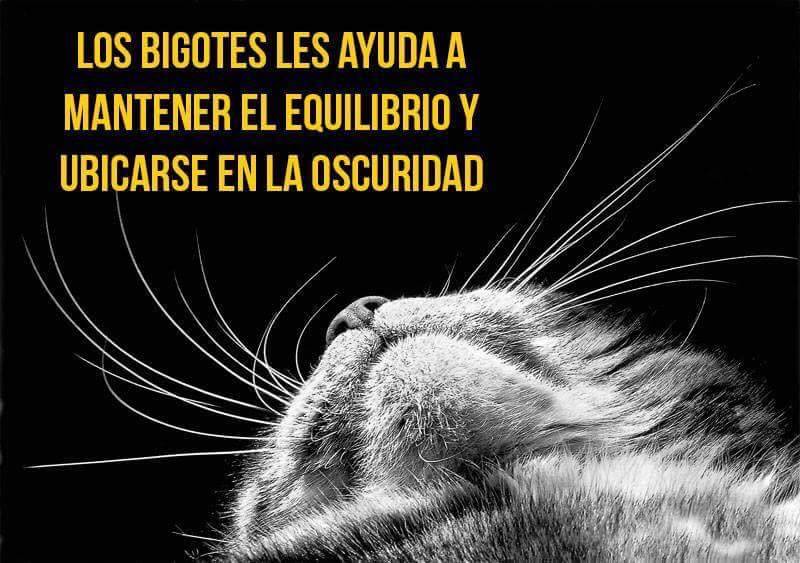 finofilipino:  Conclusión: Muy pronto nos dominarán.