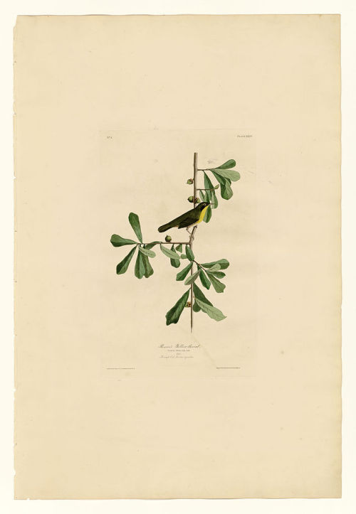 Plate 24. Roscoe’s Yellow-throat, John James Audubon
