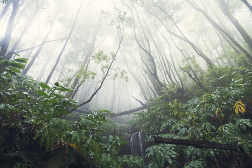 Azorean jungle perfection by Josefine Karlsson