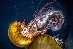 socialfoto:  Jellyfish’s elegance  by VickiUnddiestarkenmnner