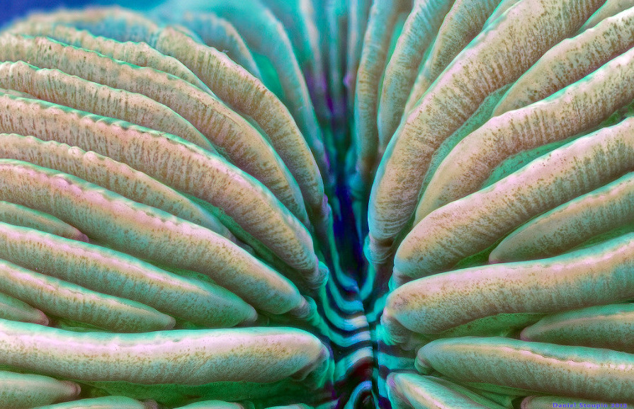 thelovelyseas:  Coral under high magnification by Daniel Stoupin