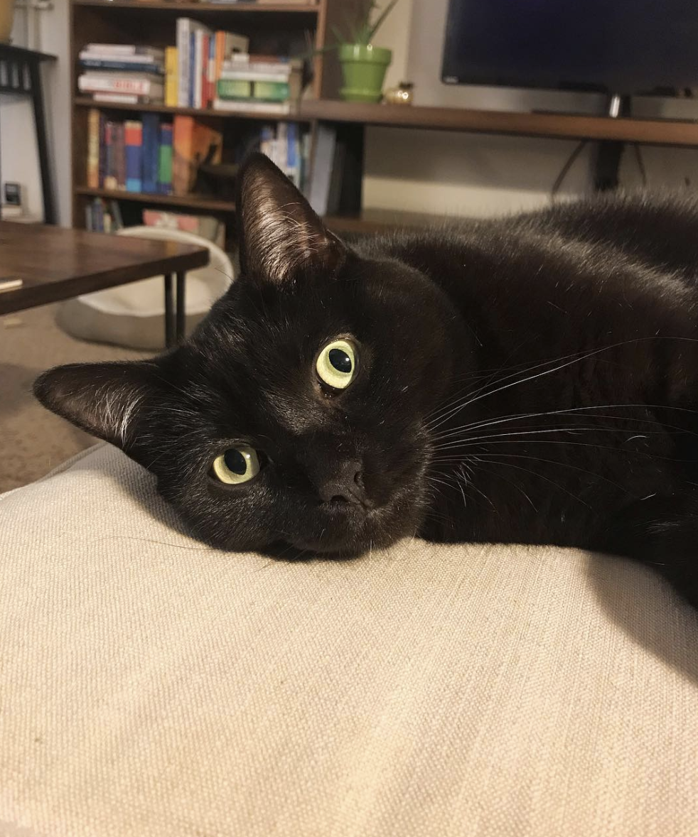 Black Cat Appreciation Post