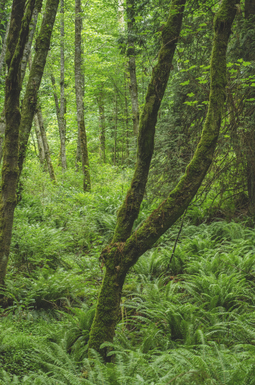 The Forest Floor