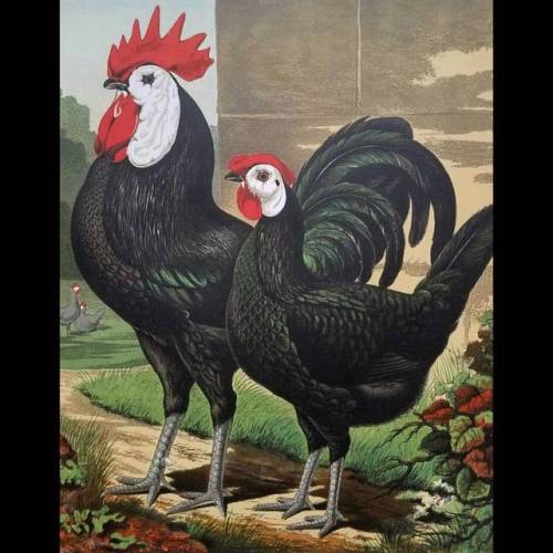 SOLD  Chickens! &lsquo;White-Faced Black Spanish&rsquo;  Detail of an original chromolithogr